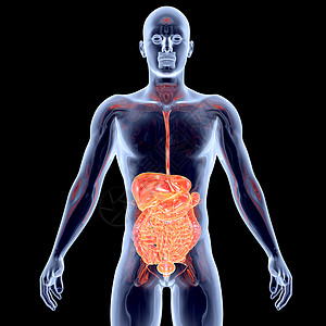 内脏  肠有氧运动骨骼冒号肾上腺考试生物学心血管组织计算机胫骨图片