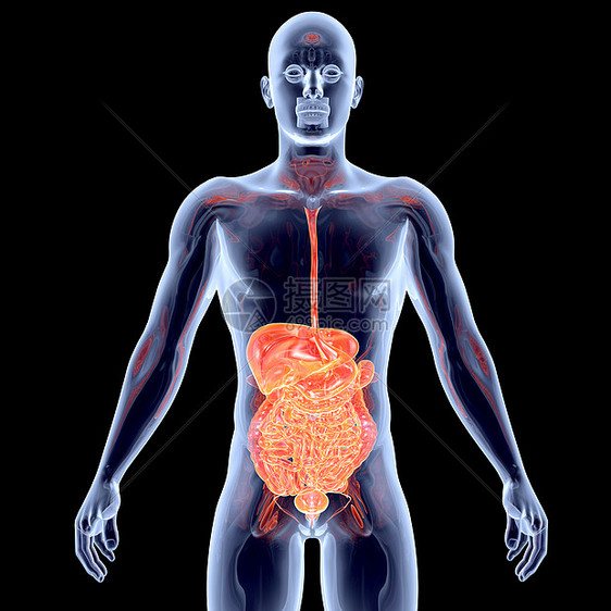 内脏  肠有氧运动骨骼冒号肾上腺考试生物学心血管组织计算机胫骨图片