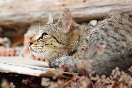 猫咪向上看灰色猫科动物哺乳动物条纹动物胡须宠物小猫图片