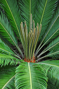 棕榈环礁植物群植物叶子绿色蕨类植物学图片