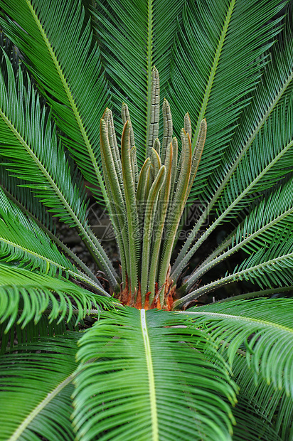 棕榈环礁植物群植物叶子绿色蕨类植物学图片