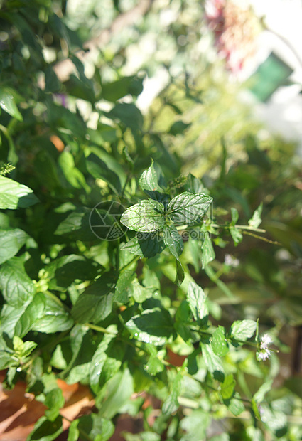 锅中薄荷制品播种机叶子香料草本植物阳台房子花盆花园草药图片