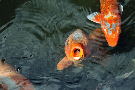 饥饿的鱼红色眼睛鲤鱼池塘动物海浪背景图片