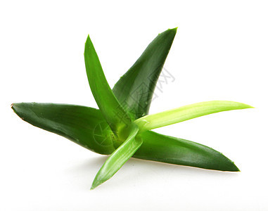 白上隔离的 Aloe vera 植物洗剂生长植物学治愈草本植物皮肤卫生愈合治疗力量图片