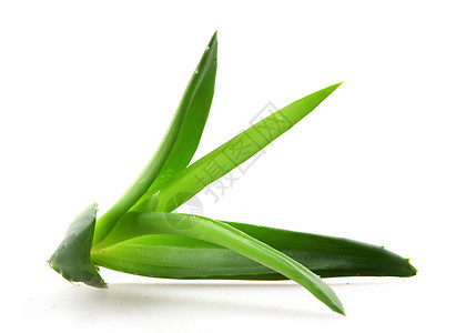 白上隔离的 Aloe vera 植物治疗草本植物化妆品洗剂卫生植物学力量愈合保健生长图片