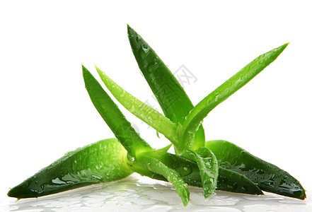 白上隔离的 Aloe vera 植物果汁力量治愈治疗化妆品生长卫生草本植物沙漠药品图片