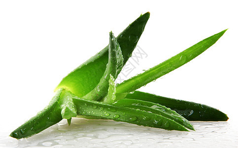 白上隔离的 Aloe vera 植物生长力量治疗植物学治愈草本植物愈合药品化妆品叶子图片