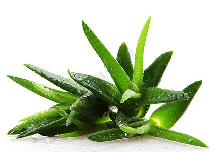 白上隔离的 Aloe vera 植物保健愈合药品生长植物学沙漠草本植物治愈力量皮肤图片