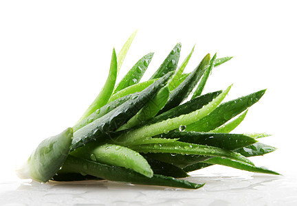 白上隔离的 Aloe vera 植物护理果汁治疗洗剂保健生长沙漠草本植物治愈力量图片