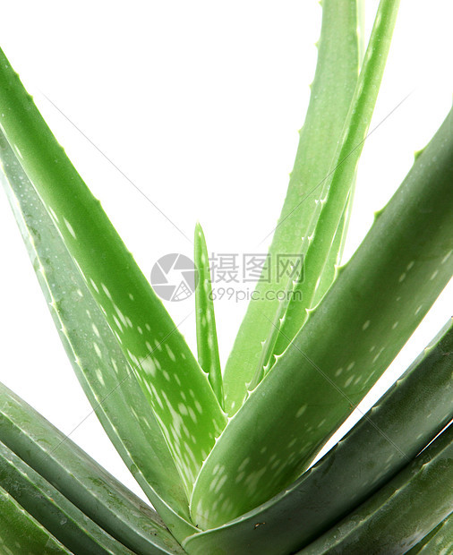 白上隔离的 Aloe vera 植物力量植物学治疗药品治愈草本植物愈合保健果汁生长图片