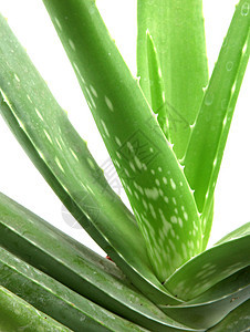 白上隔离的 Aloe vera 植物生长果汁植物学皮肤治疗药品保健草本植物洗剂力量图片