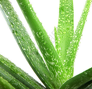 白上隔离的 Aloe vera 植物化妆品果汁草本植物叶子愈合植物学药品治愈沙漠治疗图片