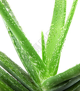 白上隔离的 Aloe vera 植物治愈保健植物学沙漠叶子愈合果汁力量生长化妆品图片