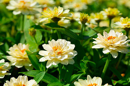 花园里的白菊花植物群活力雏菊花束植物植物学树叶白色花瓣绿色图片