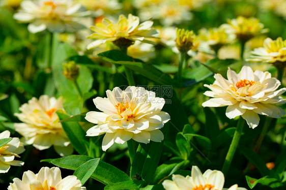 花园里的白菊花植物群活力雏菊花束植物植物学树叶白色花瓣绿色图片