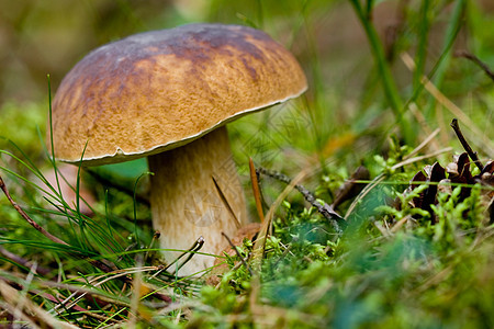 草丛中的蘑菇荒野菌类棕色季节美味食物宏观绿色森林泥炭图片