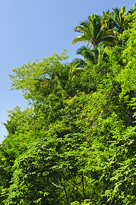 热带热带丛林背景树干森林植物雨林环境绿色植物晴天分支机构植被生长图片