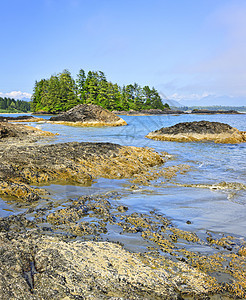 加拿大温哥华岛太平洋海岸 加拿大温哥华荒野冲浪海洋风景海岸岩石森林支撑泡沫石头图片