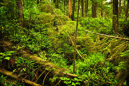 低温雨林苔藓环境生长叶子植物铁杉风景针叶公园树木图片