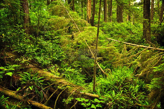 低温雨林苔藓环境生长叶子植物铁杉风景针叶公园树木图片