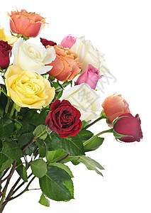 玫瑰花团花店植物群白色花束红色分支机构树叶荆棘黄色粉色图片