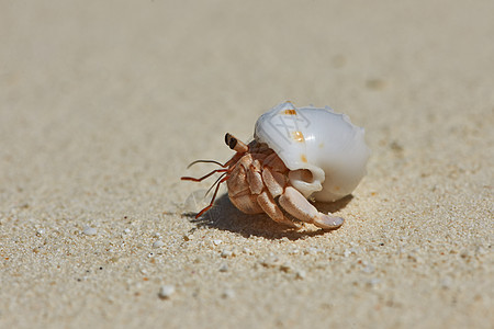 在海滩上 爱尔米特螃蟹假期荒野野生动物风景海岸线甲壳白色动物旅行贝类图片