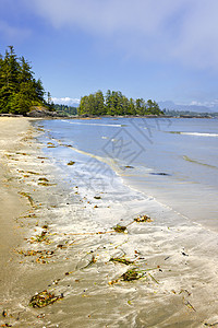 加拿大温哥华岛太平洋海岸 加拿大温哥华冲浪树木轮缘荒野山脉海岸森林风景支撑精梳机图片