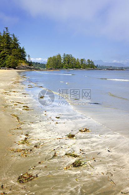 加拿大温哥华岛太平洋海岸 加拿大温哥华冲浪树木轮缘荒野山脉海岸森林风景支撑精梳机图片