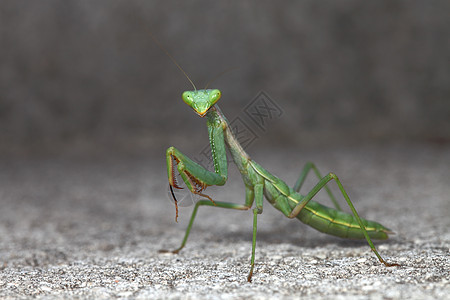 螳螂漏洞尼姑野生动物生活花园动物条纹说谎绿色天线图片