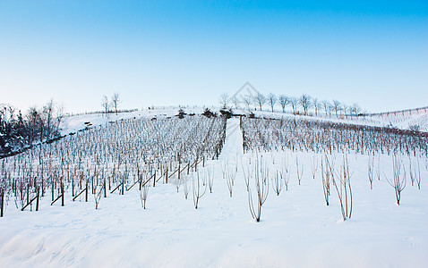 托斯卡纳 冬天的酒厂时间自然水果丘陵种植园休息国家场地农村农产品图片