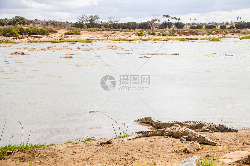 肯尼亚鳄鱼橙子角马捕食者公园爬虫荒野危险国家风险野生动物图片