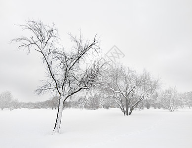 冬季暴风雪中的树木图片