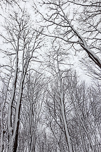 积雪覆盖的树木雪景森林暴风雪天气季节降雪图片