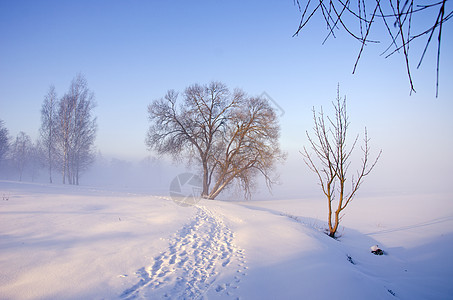 冬季寒冬清晨风雾图片