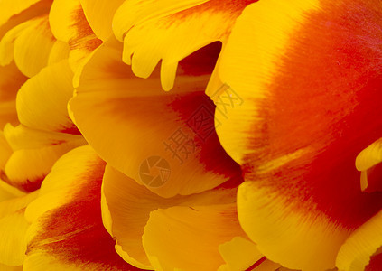 郁金花瓣植物红色黄色背景图片