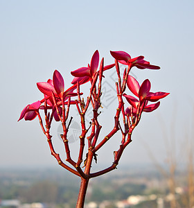 天空背景的粉红frangipani花朵绿色花瓣花园公园季节性叶子鸡蛋花植物学季节热带图片