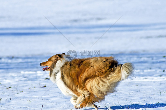 雪中科里狗女性季节性牧羊犬头发纯种狗小狗宠物毛皮季节红色图片