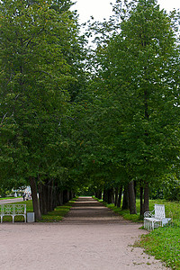 萨尔斯科耶塞罗途径长椅森林照片胡同绿色公园图片