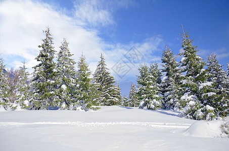 美丽的冬季山边风景 雪覆盖松树和清凉的蓝天空图片