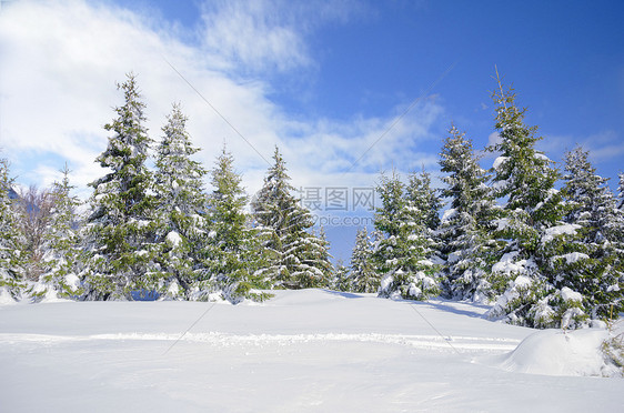 美丽的冬季山边风景 雪覆盖松树和清凉的蓝天空图片