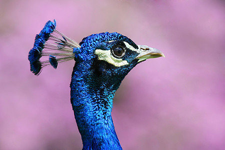 孔雀翅膀荒野蓝色野生动物鸟类眼睛动物园羽毛图片