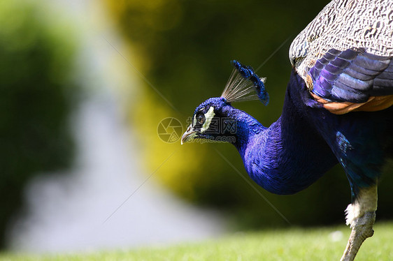 孔雀野生动物翅膀荒野动物园蓝色羽毛眼睛鸟类图片