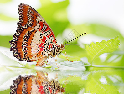 蝴蝶红色白色叶子翅膀宏观动物环境绿色热带反射植物图片