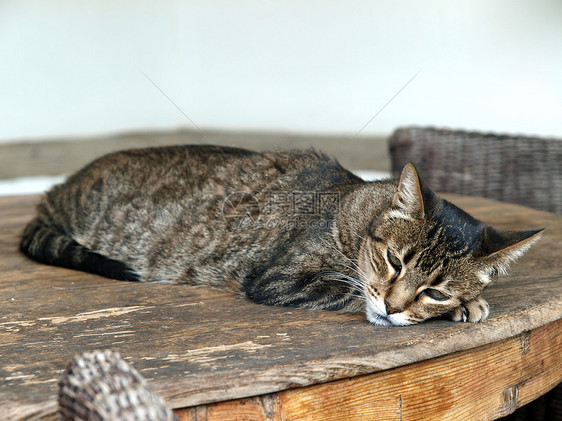 睡梦中迷人的灰白小猫猫咪幼儿毛皮耳朵短尾悲伤动物胡须宠物家庭图片