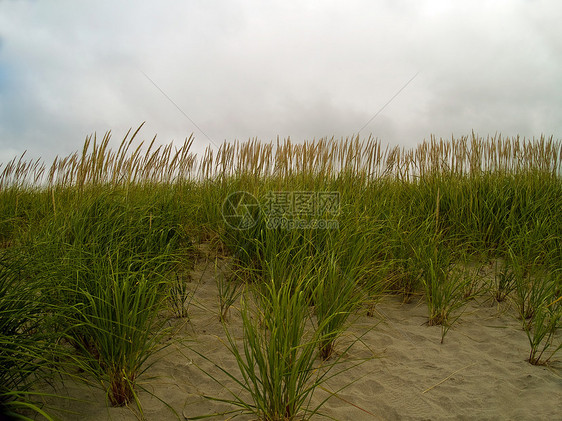 绿色和黄色海滩草地在云天植被沙漠海岸土地支撑海草蓝色植物群场景锯草图片