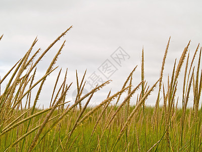 绿色和黄色海滩草地在云天机器人场景海草植被植物风景地标植物群天空沙漠图片