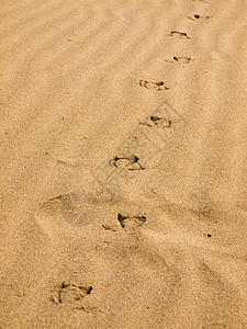 海鸥足印在日落日的沙地上海草海鸟痕迹海岸线打印海岸石头脚步犬类岩石图片