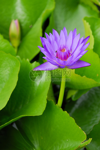 紫水百合紫色植物学池塘植物群公园花朵绿色植物美丽图片