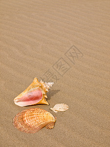 桑迪沙滩上的扇贝和海螺壳壳支撑阳光旅行海洋海滨日光浴乐趣海岸天堂享受图片