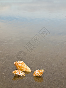 湿桑迪海滩上的扇贝和海螺壳壳涟漪天堂旅行海洋热带橙子阳光日光浴海岸海滨图片